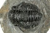 Detailed Proetid (Gerastos) Trilobite Fossil - Morocco #325850-1